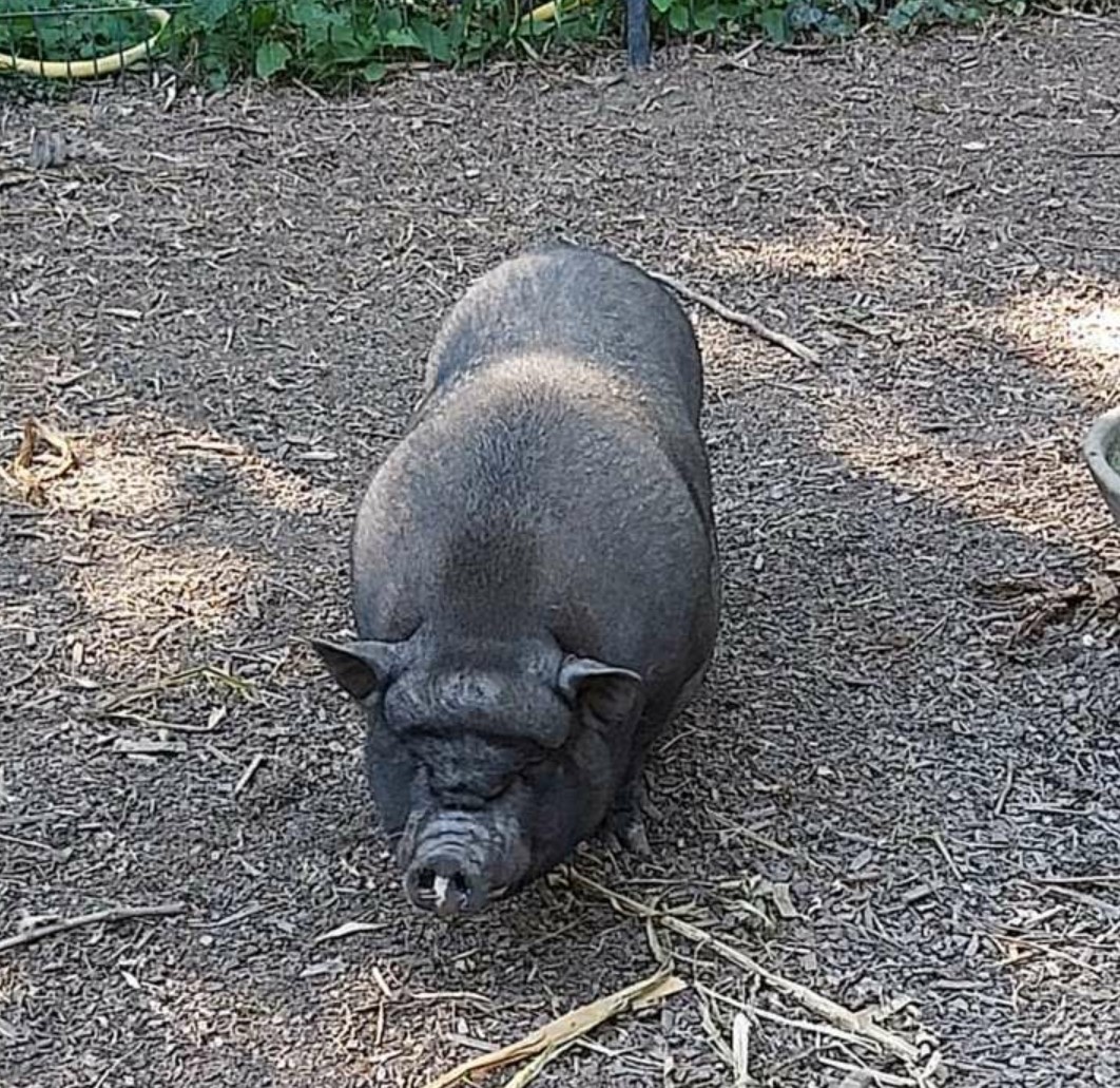 Photo de la Mascotte